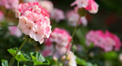 Geranios, las flores que le darán vida a tu terraza en noviembre