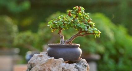 El método natural para eliminar los hongos de tu árbol de jade