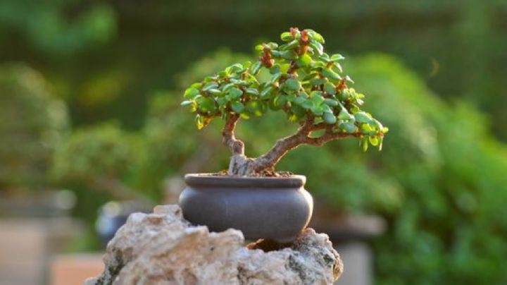 El método natural para eliminar los hongos de tu árbol de jade