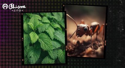 Haz desaparecer a las hormigas, solo con una planta de tu jardín