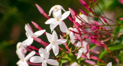 5 flores comestibles que puedes agregarle a tus platillos para ser un verdadero chef