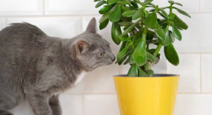 ¿Cómo hacer para que mi gato deje de comerse mi Árbol de Jade?