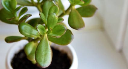 Tu árbol de jade te lo agradecerá: el abono casero que le dará hojas carnosas en invierno