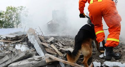 3 razas de perros que pueden ser bomberos