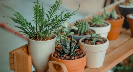 Estas son las mejores plantas de interior si vives solo