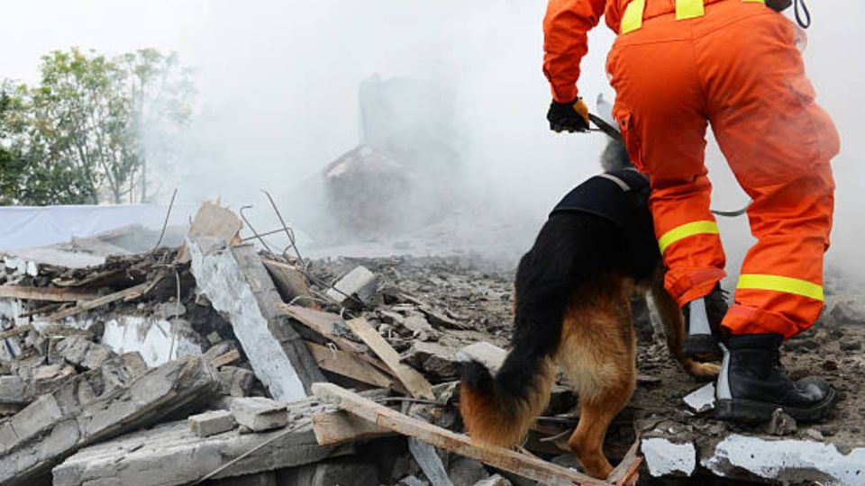 3 razas de perros que pueden ser bomberos