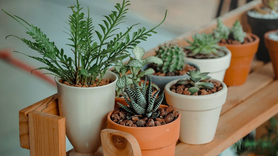 Las plantas de interior suelen no requerir demasiado cuidado.