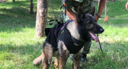 Esta es la raza de perro de Proteo, el can rescatista mexicano que murió en Turquía