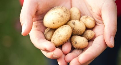 Esta es la mejor forma de cocinar las papas, según la ciencia