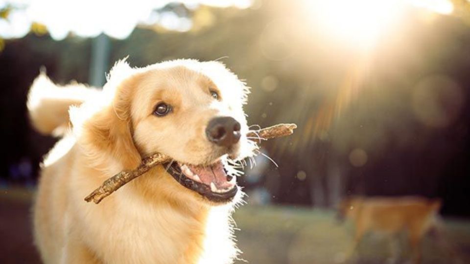 Un perro tendrá toda la felicidad del mundo si escucha tres palabras específicas.