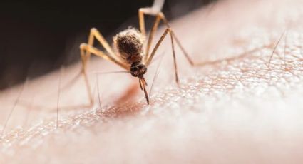 Así debes vestirte para evitar picaduras de mosquitos