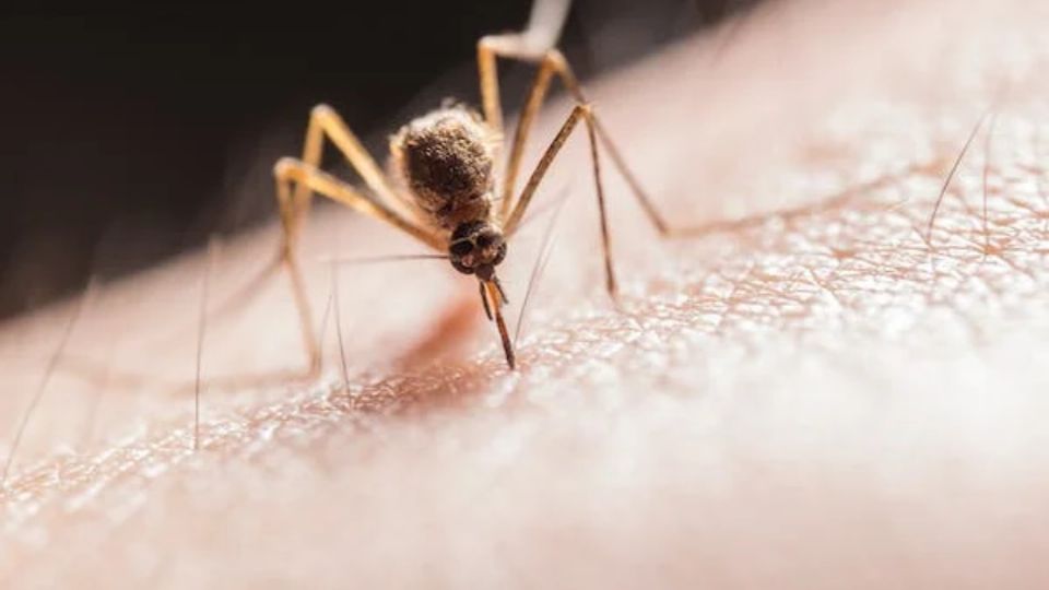 Debes eliminar los mosquitos de tu casa.