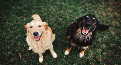 Este es el motivo por el que los perros se vuelven locos cuando llegas a casa