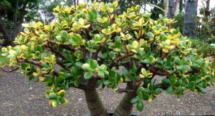 Estos son los cuarzos que deberás tener en tu árbol de jade para atraer dinero