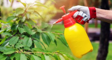 Con 3 ingredientes de cocina, elimina para siempre las plagas de tus plantas