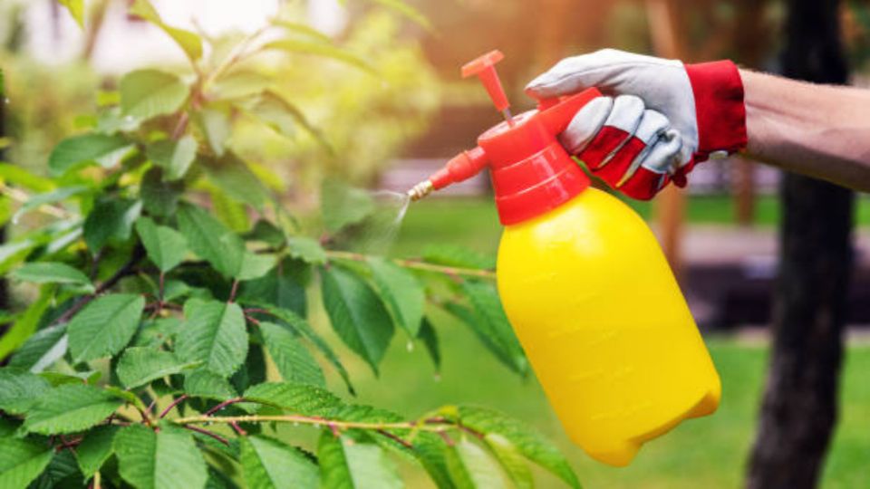 Elimina las plagas de tus plantas con este insecticida casero.