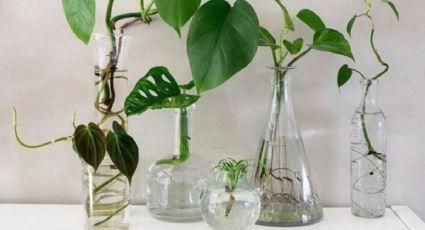 Este es el truco infalible para limpiar las raíces de tus plantas en agua