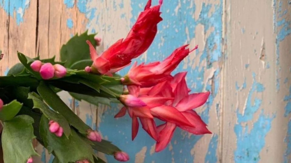 3 suculentas con flores rojas que le aportarán belleza a tu hogar