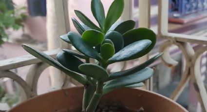 3 señales para saber si tu árbol de jade está enfermo