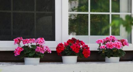 Aprende a hacer una maceta con forma de flor en pocos pasos