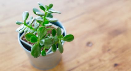 Feng Shui: Atrae la abundancia gracias a esta planta especial