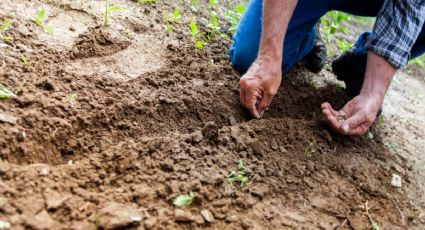 Conoce los 3 alimentos que podrás cultivar en tu huerto urbano durante primavera