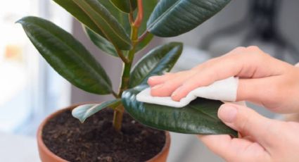 Dime qué agujeros tienen las hojas de tus plantas y te diré qué plaga las ataca