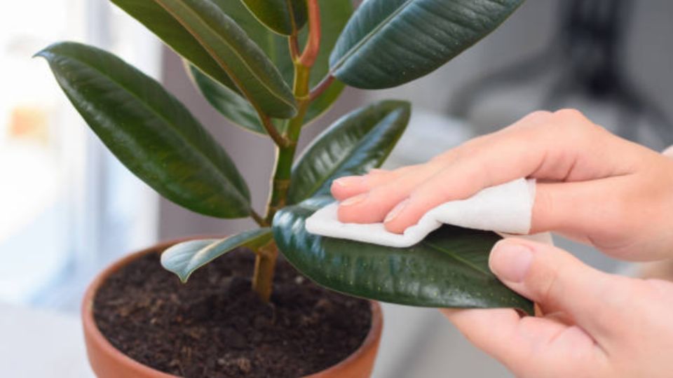 Las plagas atacan las hojas de las plantas.