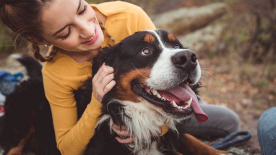 Los perros son el 'mejor amigo del hombre'.