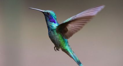 La tierna historia de la joven que fue visitada por un colibrí y lloró porque pensó que era su perrita fallecida