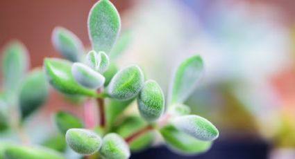 Este es el sustrato infalible para evitar que el árbol de jade se pudra