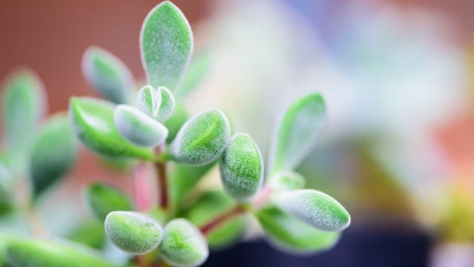 Toda suculenta necesita de un sustrato especial y el árbol de jade no es la excepción