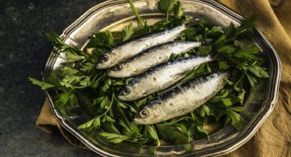 Estas son las razones por las que deberás consumir pescados pequeños, según Harvard