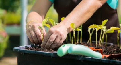 Calendario de siembra: qué plantar y qué cuidados hacer en el huerto urbano durante abril