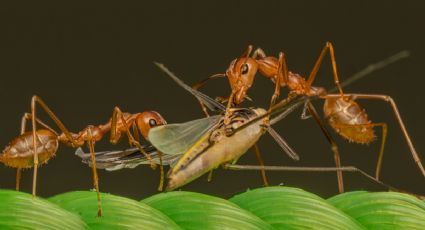 Conoce el aceite natural que te ayudará a eliminar plagas de cucarachas, hormigas y otros insectos