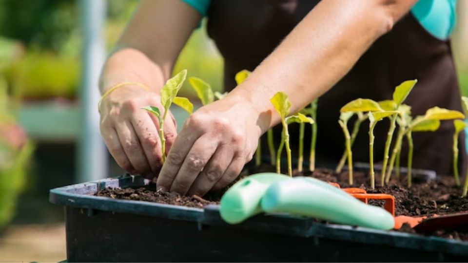 La huerta es una de las mejores formas de consumir alimentos orgánicos.