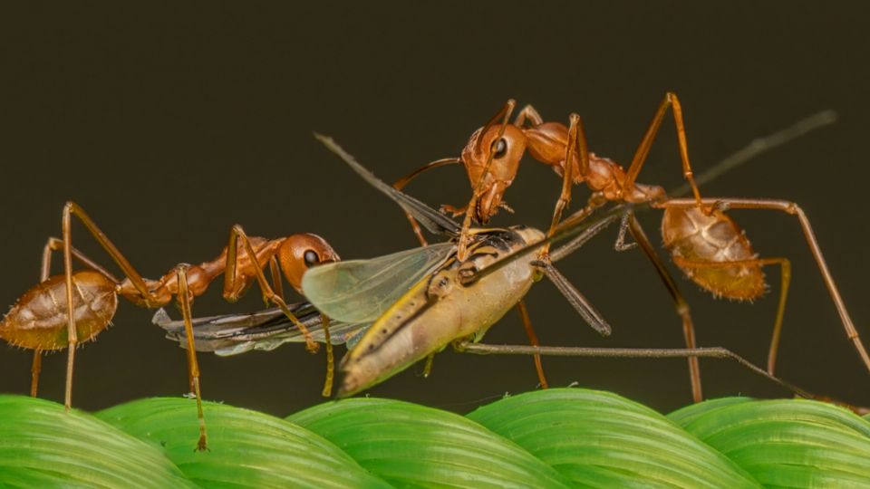 Las plagas de insectos dejarán de ser un problema con este aceite natural