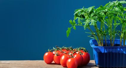 Huerta en casa: Este es el secreto para que los tomates den frutos todo el año