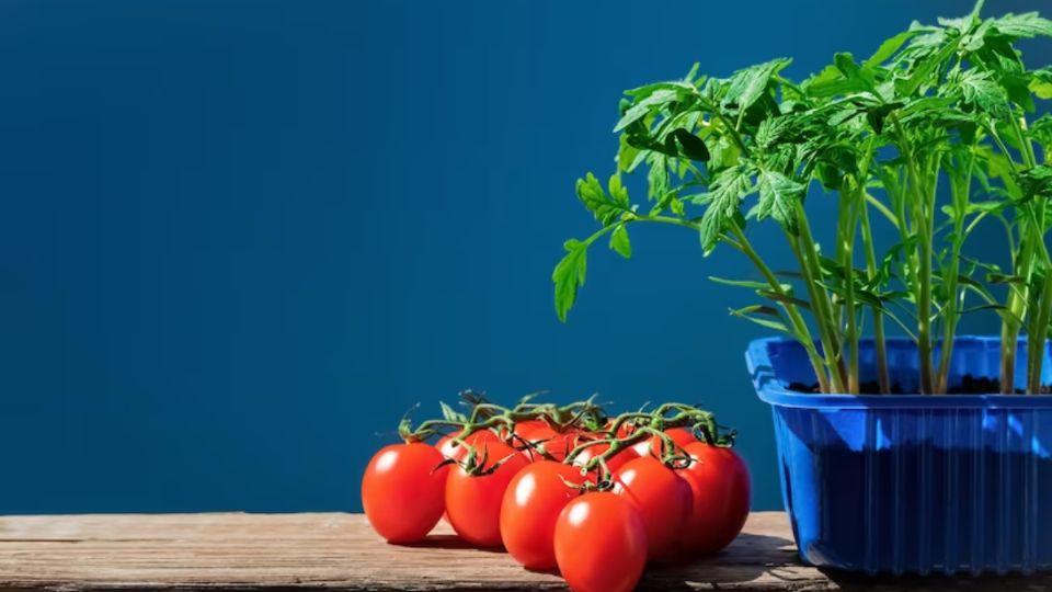 Los tomates de huerta son mucho más grandes y jugosos que los industriales.