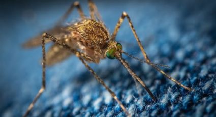 ¡Se viene el calor! 3 trucos caseros para alejar los mosquitos del hogar