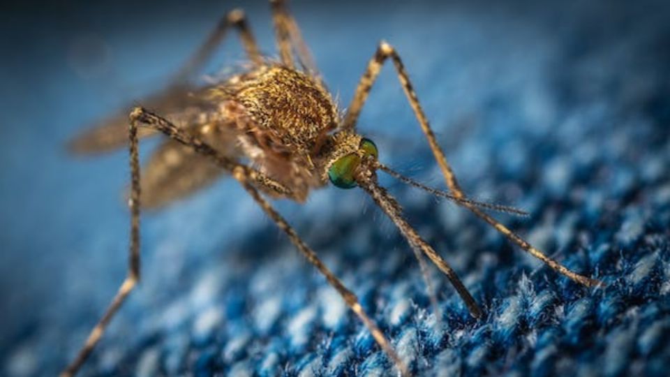 Los mosquitos se pueden eliminar del hogar si se crea un repelente con eucalipto y limón.