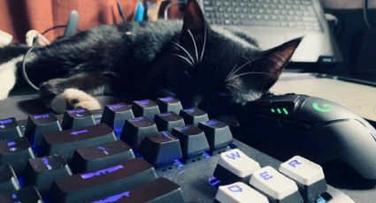 ¿Por qué a mi gato le gusta dormir sobre la computadora?