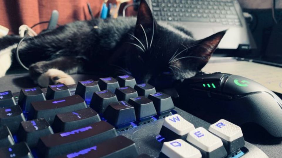 ¿Por qué a mi gato le gusta dormir sobre la computadora?