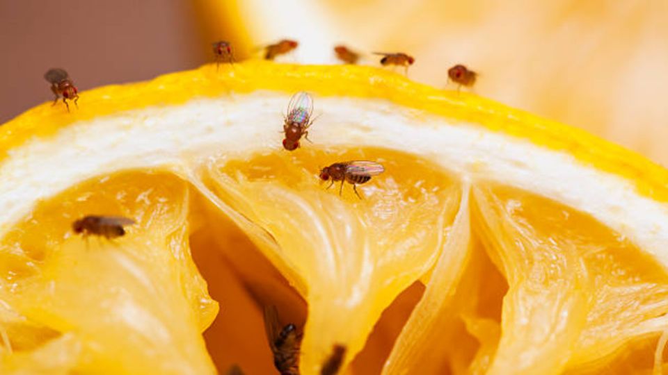 La mosca de la fruta debe ser elimianda para evitar enfermedades y problemas de salud.