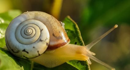 Dile adiós a los caracoles de tu jardín con este truco increíble