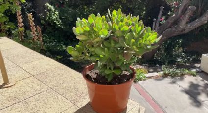 Este es el secreto de jardinería para revivir tu árbol de jade