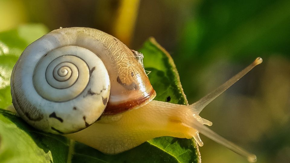 Los caracoles se alimentarán de tus plantas y las dañarán