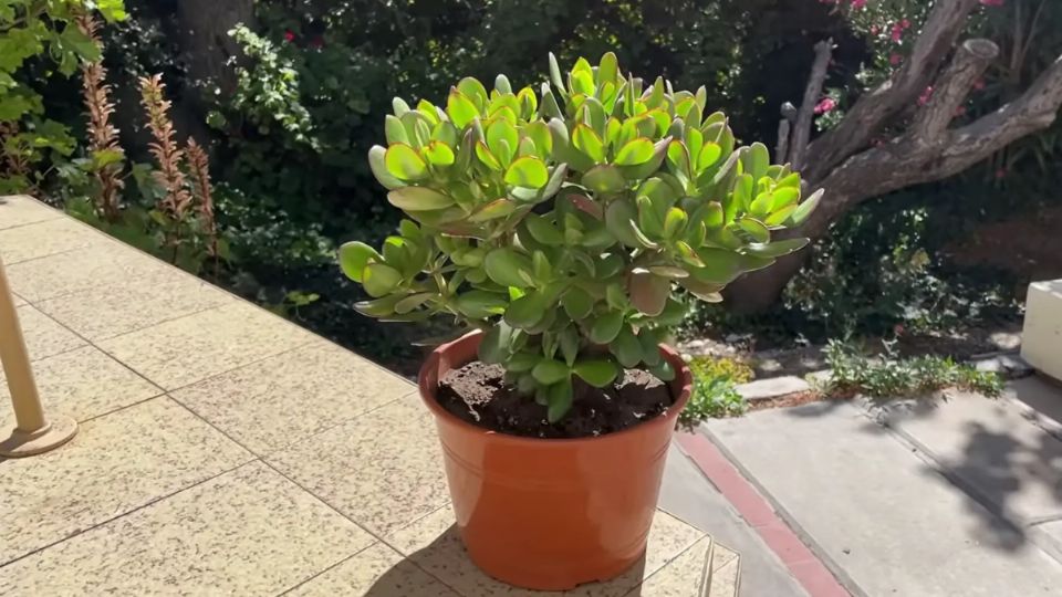 Este es el truco de jardinería para revivir tu árbol de jade