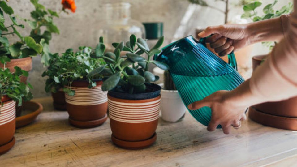 Cuando aprendas estos trucos de jardinería, enraizar tus suculentas será una tarea mucho más sencilla.