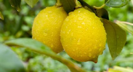 5 consejos para cuidar tu limonero en maceta